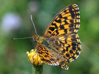 Boloria (Clossiana) dia
