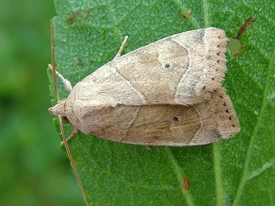 Cosmia (Calymnia) trapezina