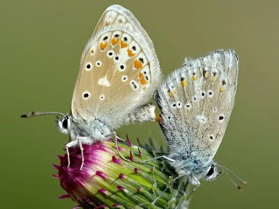 Polyommatus (Plebicula) dorylas