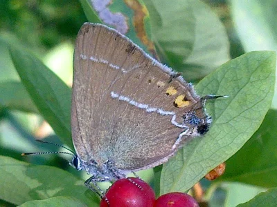 Satyrium (Strymonidia) spini