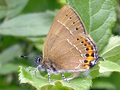 Satyrium (Strymonidia) pruni