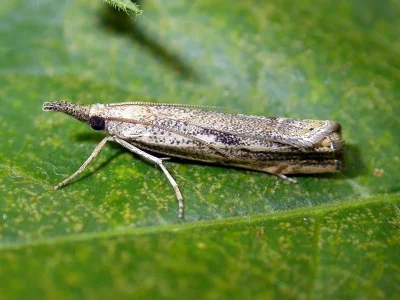 Agriphila tolli