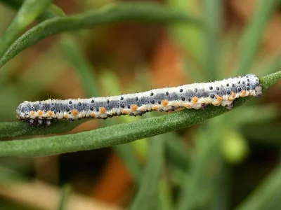 Gypsochroa renitidata