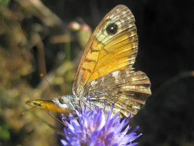 Lasiommata paramegaera