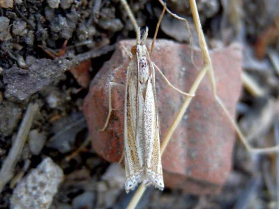 Ancylolomia tentaculella