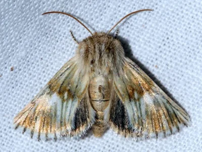 Teinoptera oliva