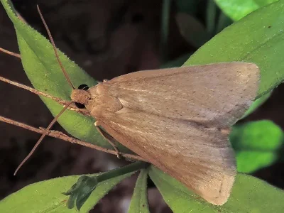 Cathayia insularum