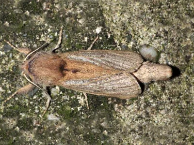 Phragmataecia castaneae
