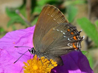 Satyrium (Nordmannia) ilicis