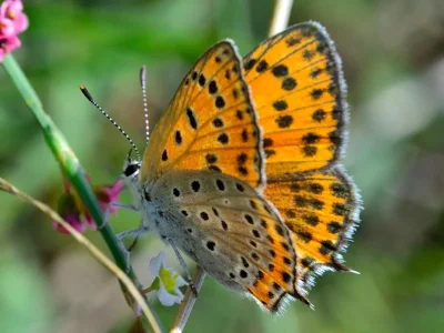 Lycaena (Thersamonia) thersamon