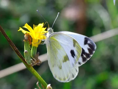 Pieris (Artogeia) krueperi