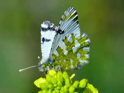 Euchloe (Euchloe) ausonia