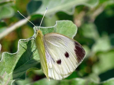 Pieris (Artogeia) mannii