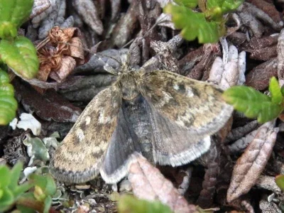 Metaxmeste phrygialis