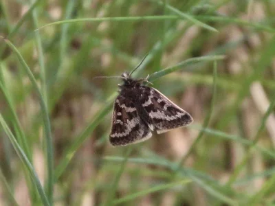 Metaxmeste schrankiana