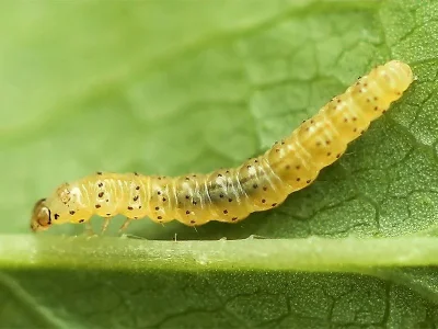 Tebenna bjerkandrella