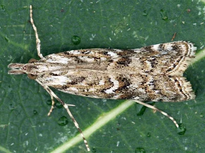 Talis quercella