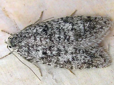 Semioscopis strigulana