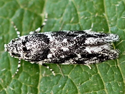 Recurvaria nanella