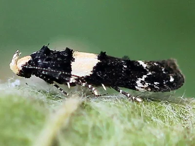 Recurvaria leucatella