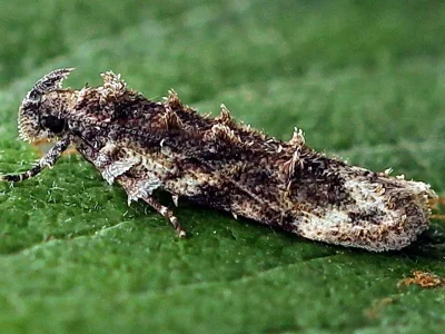 Psoricoptera gibbosella