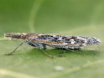 Pediasia matricella