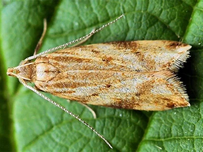 Orophia ferrugella