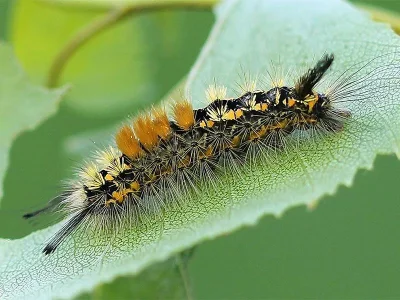 Orgyia (Telochurus) recens