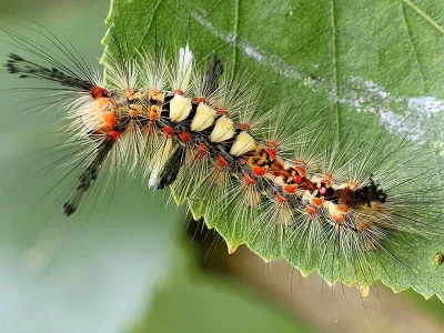 Orgyia (Orgyia) antiqua