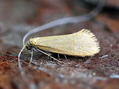 Nematopogon metaxella