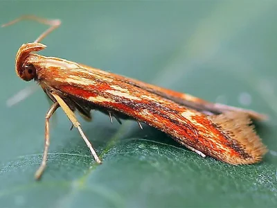 Metzneria aprilella
