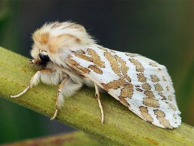 Lacydes spectabilis
