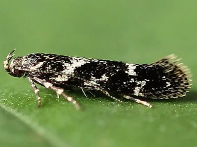 Klimeschiopsis kiningerella