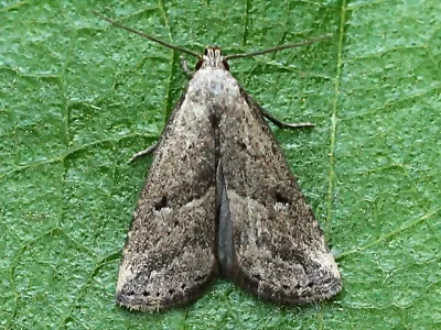 Hypenodes humidalis