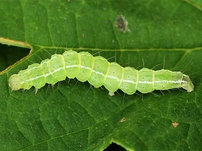 Hypena (H.) rostralis