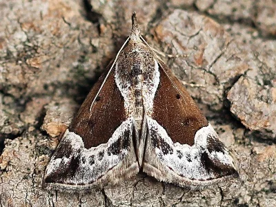 Hypena (Bomolocha) crassalis