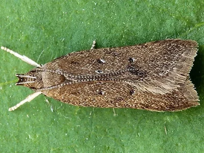 Helcystogramma lutatella