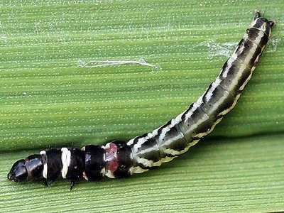 Helcystogramma lutatella