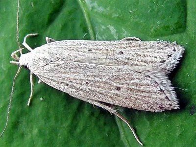 Helcystogramma lineolella