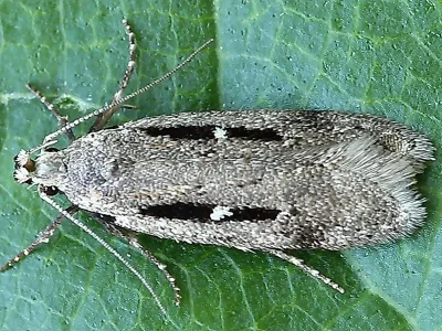 Gelechia (Gelechia) jakovlevi