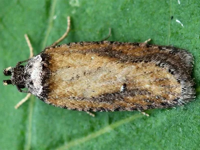 Exaeretia praeustella