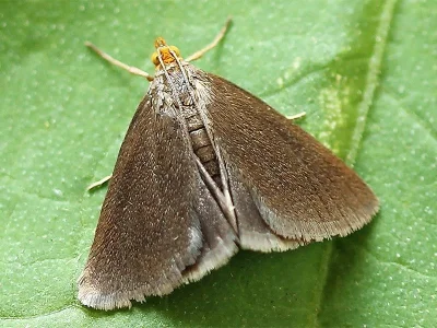 Evergestis aenealis