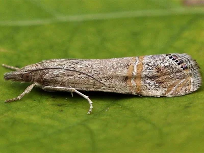 Euchromius ocellea