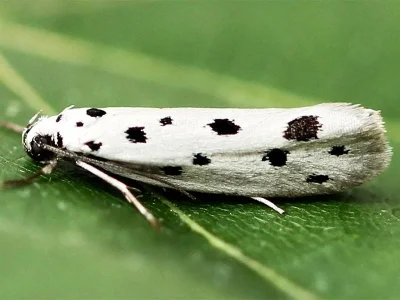 Ethmia dodecea