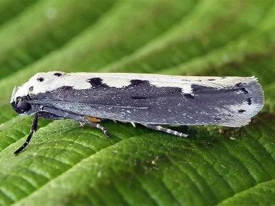 Ethmia bipunctella