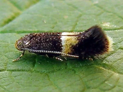 Elachista (Aphelosetia) bisulcella
