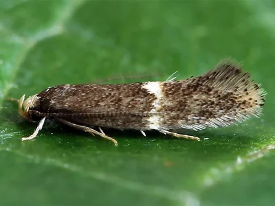 Elachista (Aphelosetia) adscitella