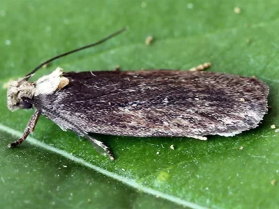 Depressaria (Depressaria) leucocephala
