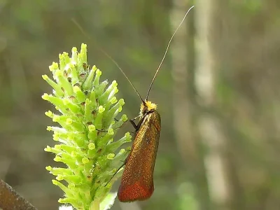 Adela cuprella