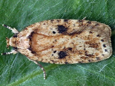 Agonopterix arenella
